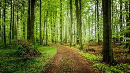О деревьях которые помогут вам выжить 