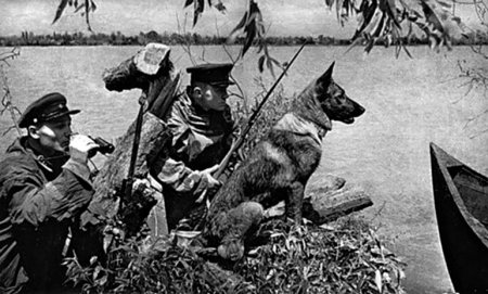Герой войны: Единственная за историю войны собака, награжденная медалью «За боевые заслуги»