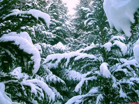 Выживание: Что  можно найти съестного в зимнем лесу