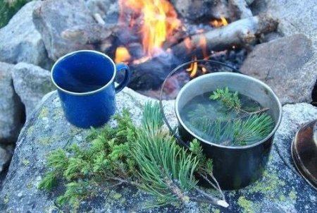 Хвойный чай в лесу! 
